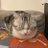 PETER•IS•A•SLEEPY•CAT